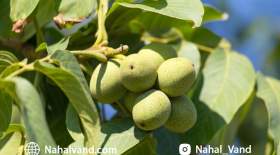 خرید بهترین نهال های گردو با قیمت استثنایی