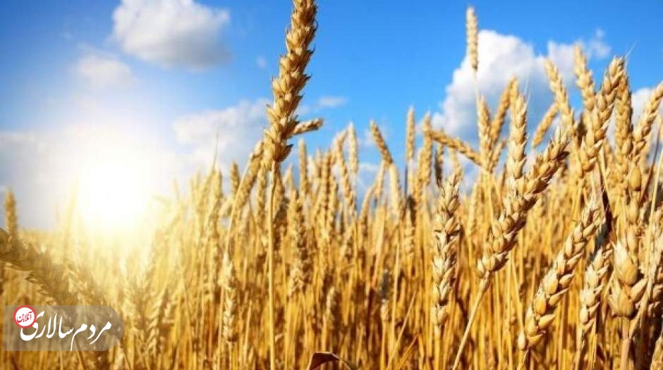 قیمت خرید تضمینی گندم چه زمانی اعلام می‌شود؟