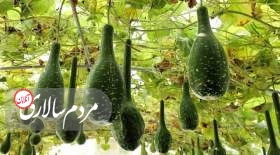 کاهش کلسترول و خطر ابتلا به بیماری‌های قلبی با این نوشیدنی ساده