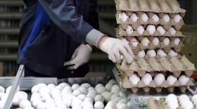 قیمت تخم مرغ در بازار به کجا رسید؟