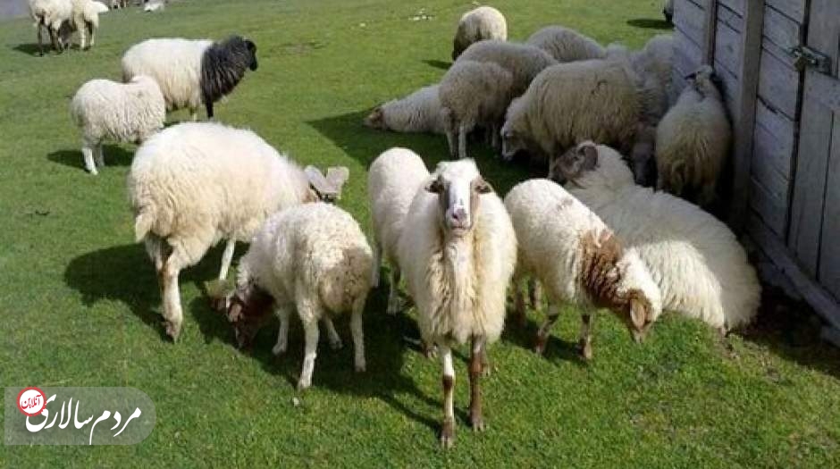 قیمت جدید گوسفند و گوساله زنده در شهرهای مختلف اعلام شد