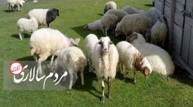 قیمت جدید گوسفند و گوساله زنده در شهرهای مختلف اعلام شد