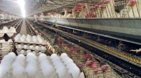اظهارنظر رئیس اتحادیه مرغداران درباره قیمت تخم‌مرغ
