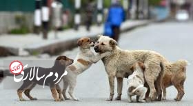 تعیین تکلیف سگ های ولگرد و بدون صاحب