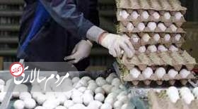 تخم مرغ در میادین کمتر از نرخ مصوب عرضه می‌شود 