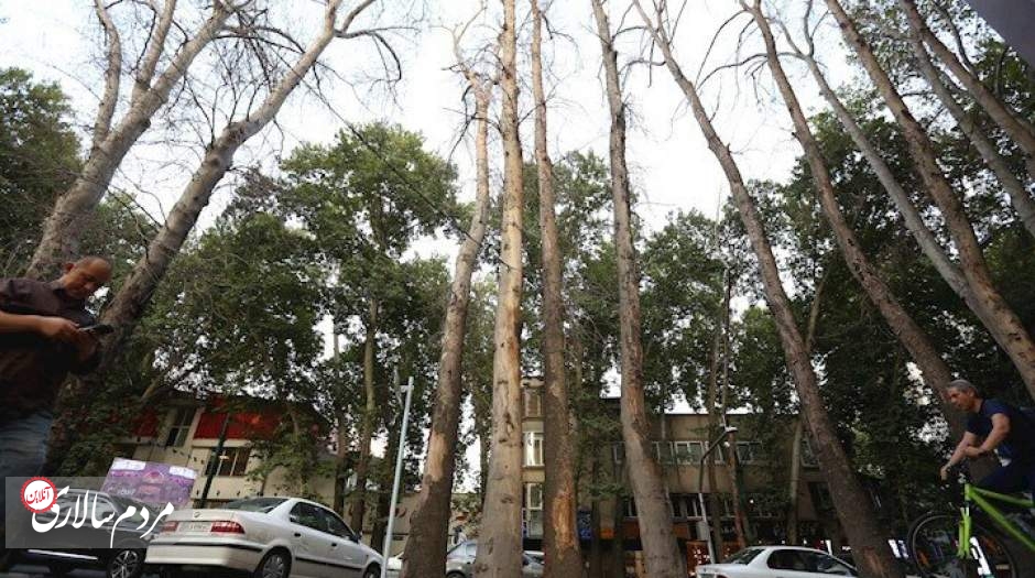باز هم قطع درختان در تهران؟