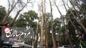 باز هم قطع درختان در تهران؟