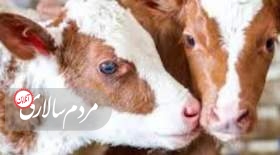 ابلاغیه فوری گمرک در خصوص گوشت وارداتی تازه و منجمد