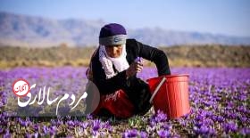 زعفران در وضعیت قرمز