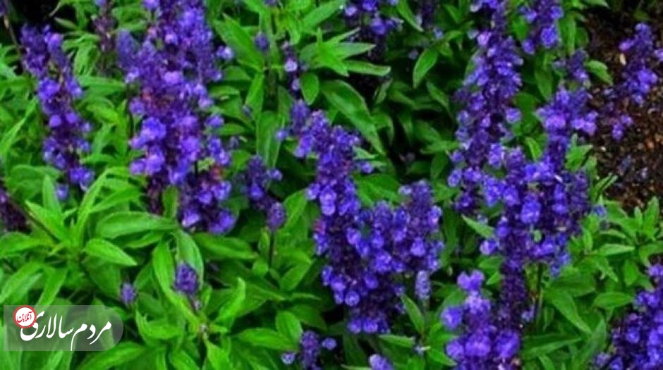 خواص معجزه‌آسای این گیاه برای تقویت حافظه
