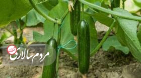خیار هم لاکچری شد؛ رشد ۱۲۰ درصدی قیمت در یک سال!