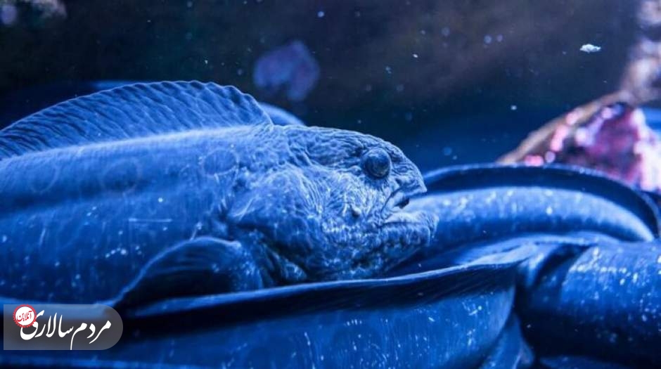 این ماهی قدرت تغییر DNA سایر جانوران آبی را دارد!