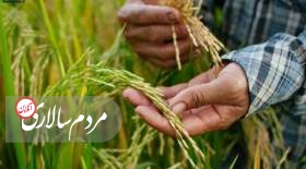 افشاگری نماینده رشت درباره فساد مافیای برنج