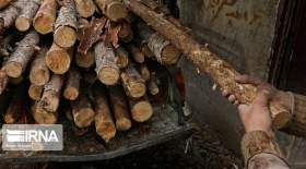 افزایش قاچاق چوب در شمال کشور