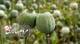کاهش باورنکردنی درآمد فروش تریاک در افغانستان
