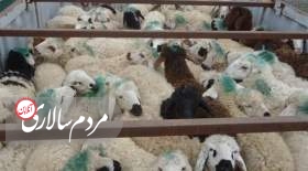 بهای جدید دام زنده مشخص شد