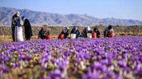 اصول و زمان کشت زعفران در مناطق سردسیر