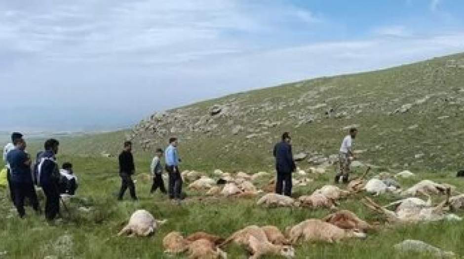 کاری که رعد و برق با ۷۹ گوسفند کرد