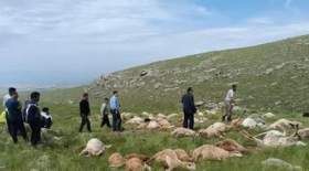 کاری که رعد و برق با ۷۹ گوسفند کرد