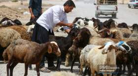 قیمت جدید دام زنده امروز ۲۳ خرداد ۱۴۰۳ اعلام شد