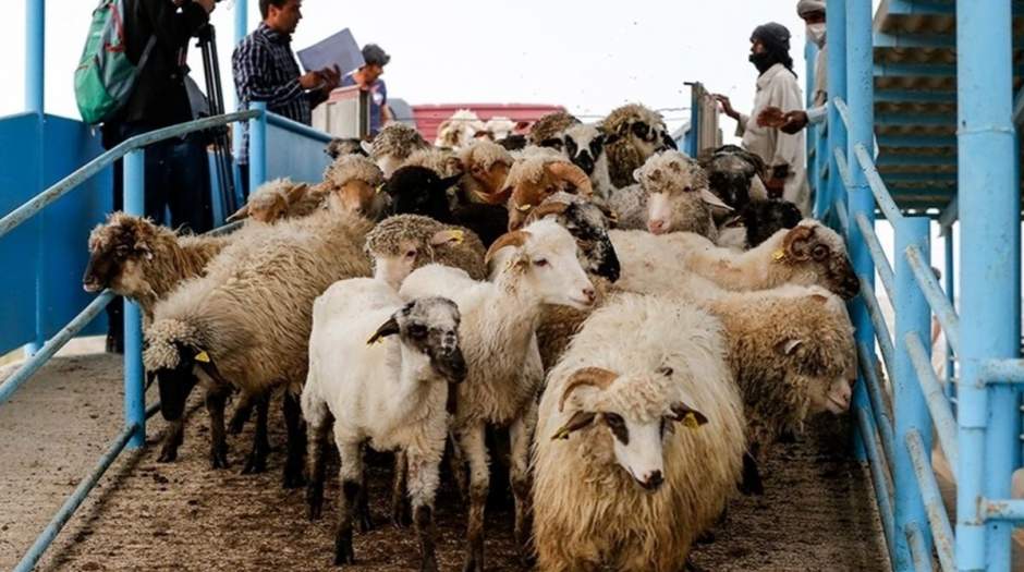 قیمت دام زنده برای تاسوعا و عاشورا مشخص شد