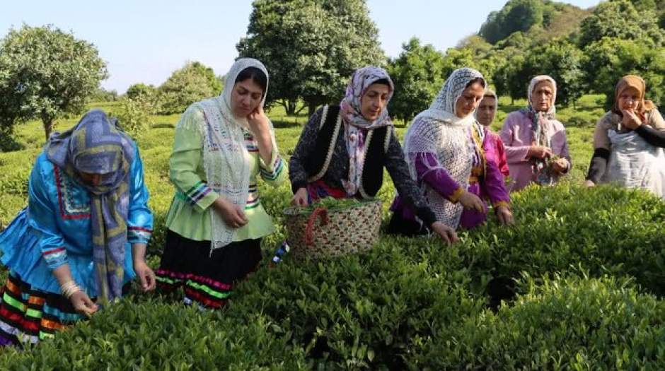 افزایش ۳۰ درصدی بهای برگ سبز چای